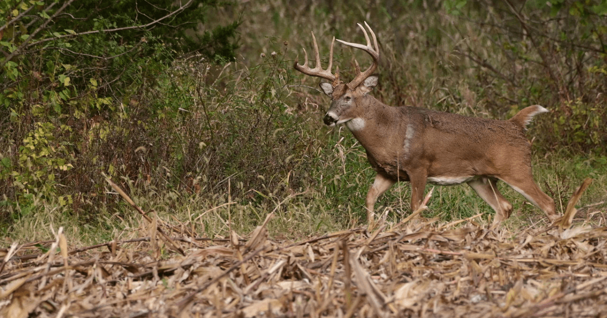 Featured Image for 5 Questions About Where to Hunt During the Rut